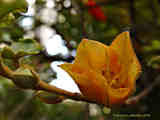 Fremontodendron californicum