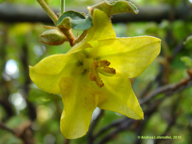 Fremontodendron californicum