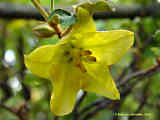 Fremontodendron californicum