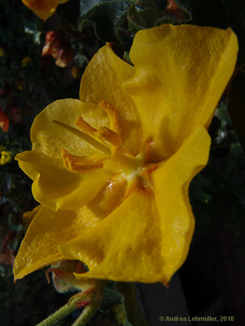 Fremontodendron californicum