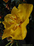 Fremontodendron californicum