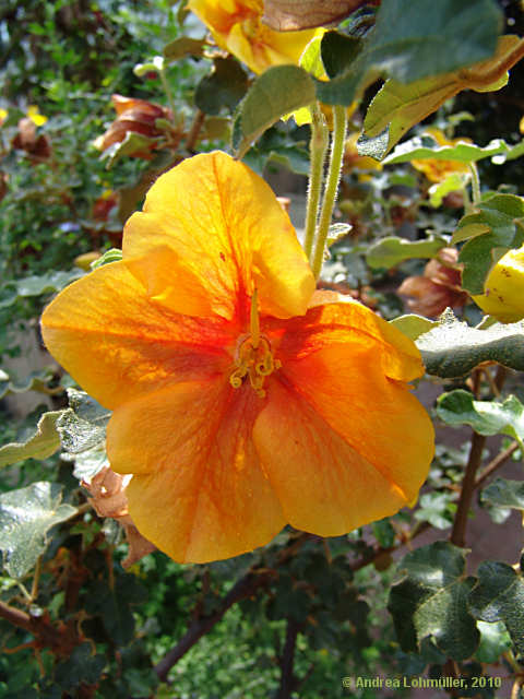 Fremontodendron californicum