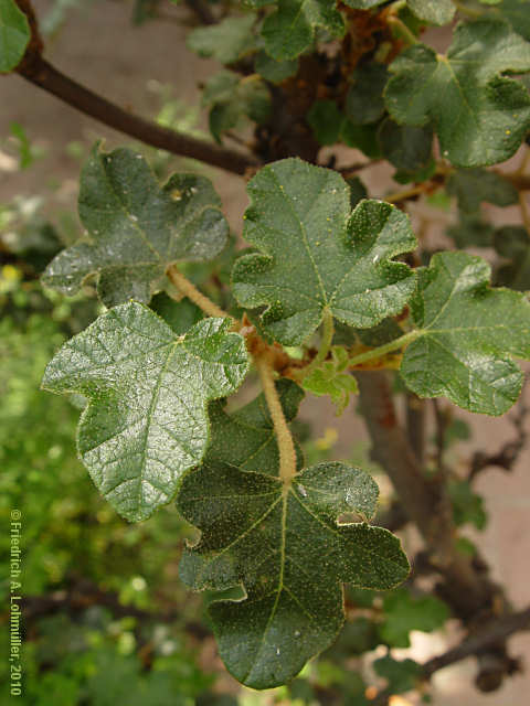 Fremontodendron californicum