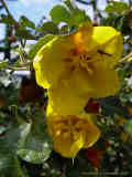 Fremontodendron cacao