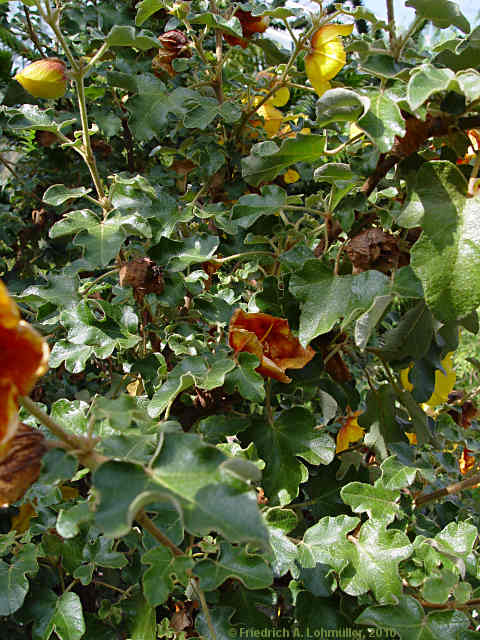 Fremontodendron californicum