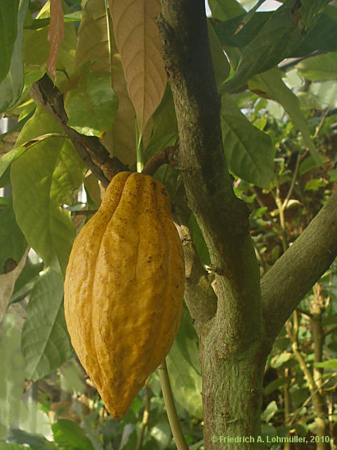 Theobroma cacao