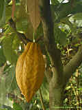 Theobroma cacao