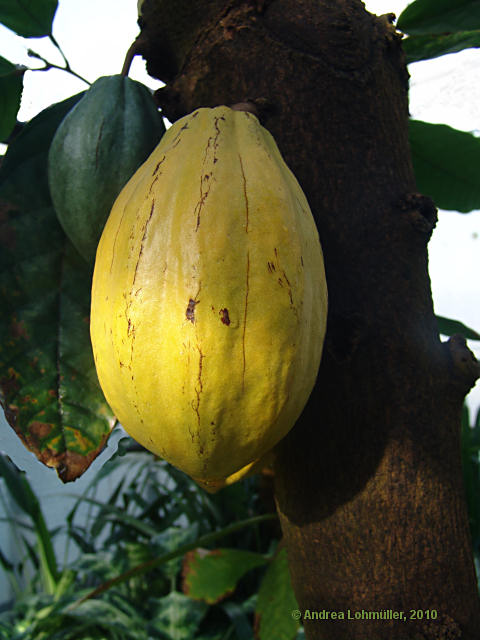 Theobroma cacao