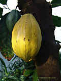 Theobroma cacao