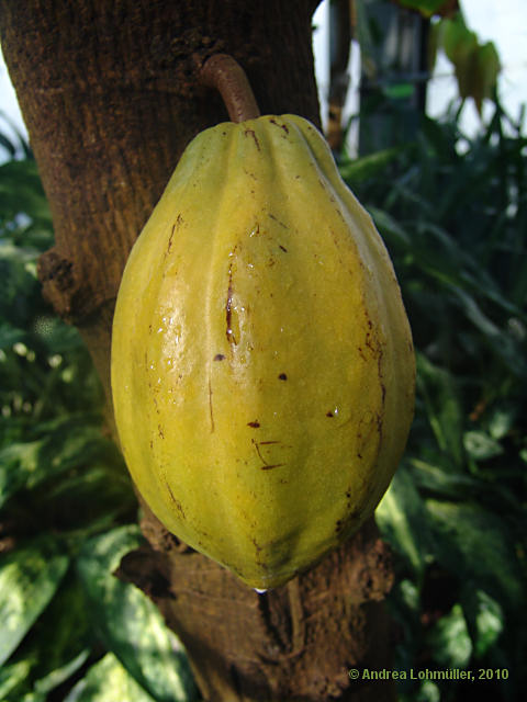 Theobroma cacao