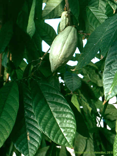 Theobroma cacao