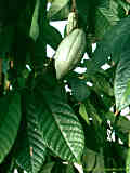 Theobroma cacao