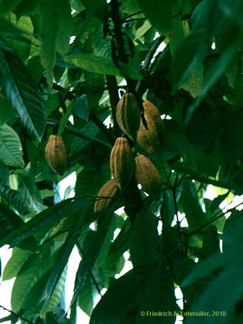 Theobroma cacao