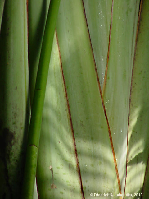 Ravenala madagascariensis