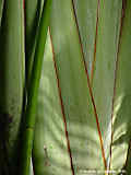 Ravenala madagascariensis