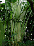 Ravenala madagascariensis