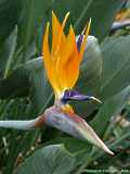 Strelitzia