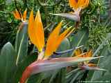 Strelitzia reginae