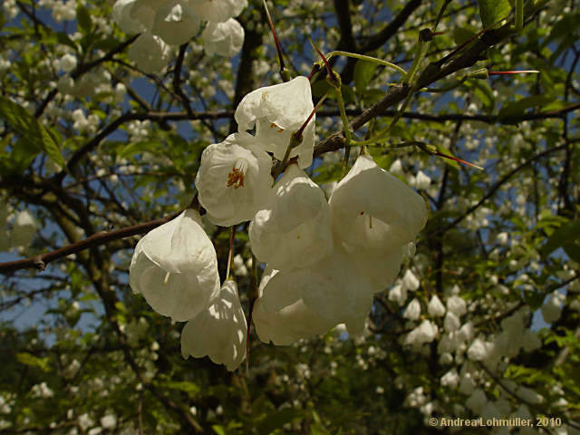 Halesia monticola