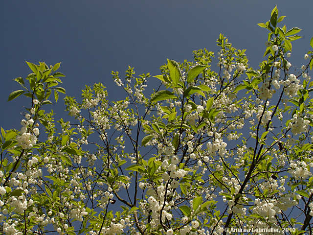 Halesia monticola