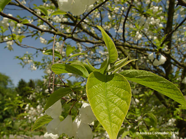 Halesia monticola