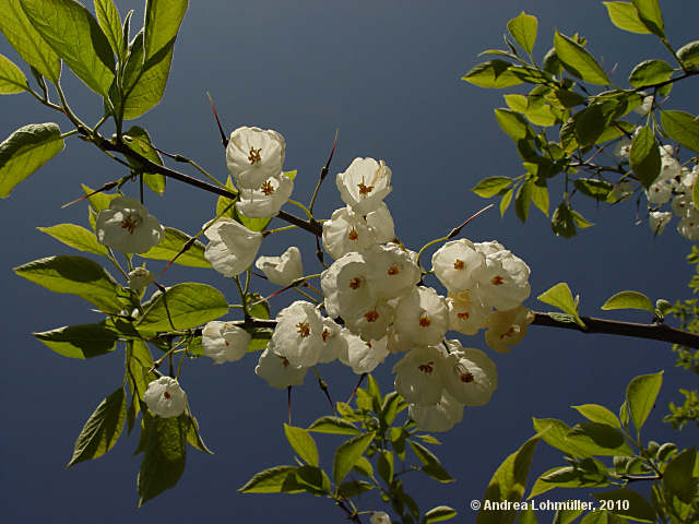 Halesia monticola