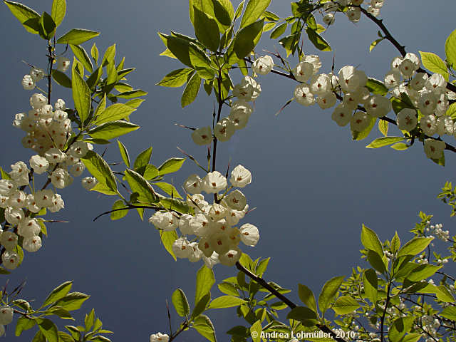 Halesia monticola