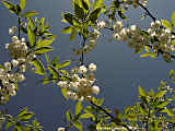 Halesia monticola