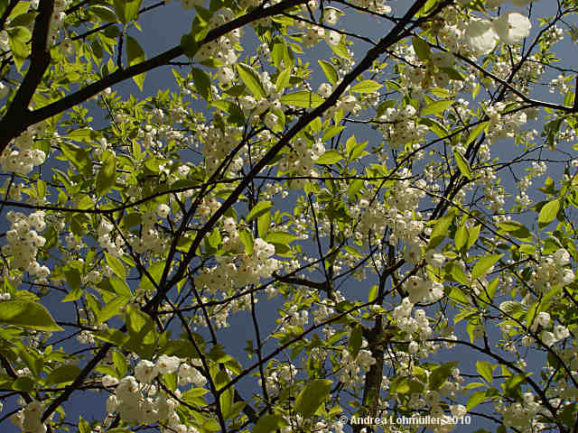 Halesia monticola