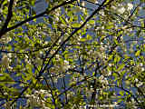 Halesia monticola