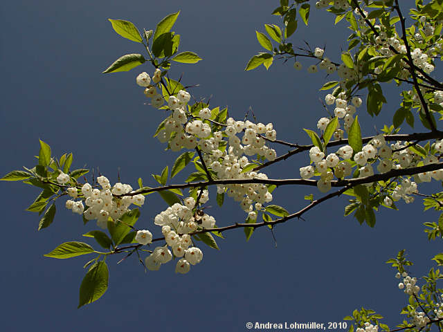 Halesia monticola