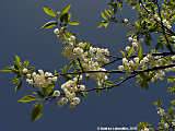 Halesia monticola