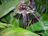 Tacca chantrieri