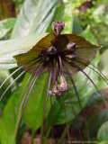 Tacca chantrieri