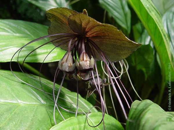 Tacca chantrieri