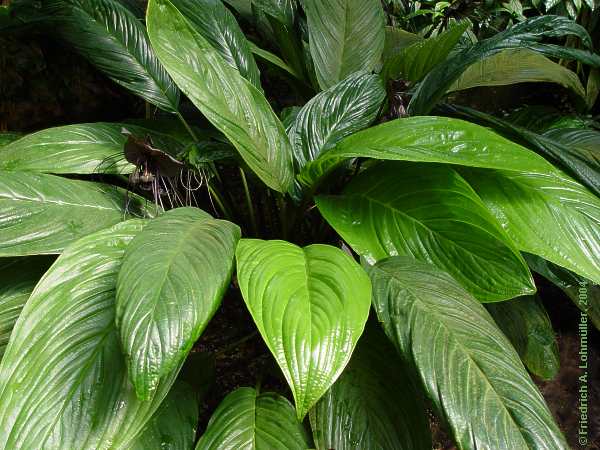 Tacca chantrieri