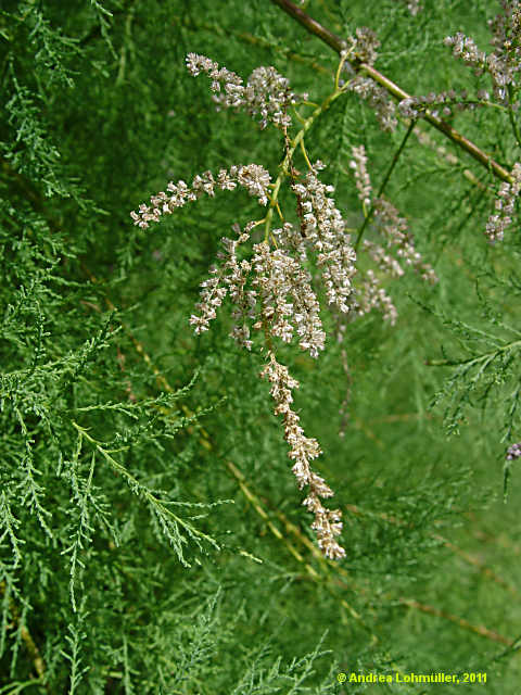 Tamarix ramosissima