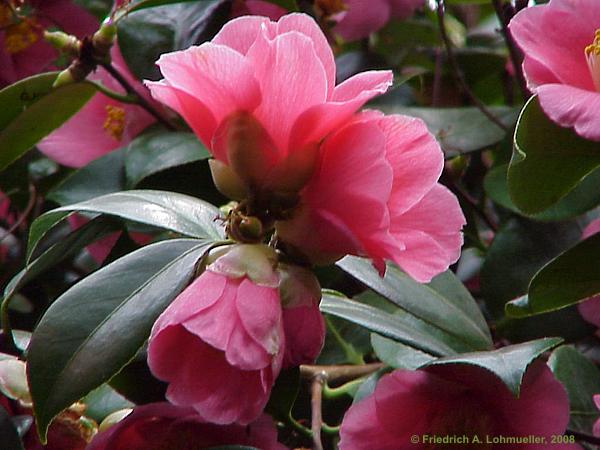 Camellia japonica