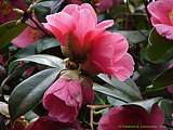 Camellia japonica