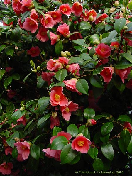 Camellia japonica