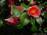 Camellia japonica