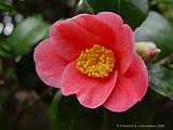 Camellia japonica