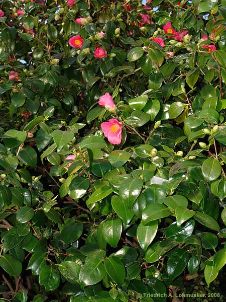 Camellia japonica