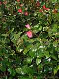 Camellia japonica