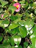 Camellia japonica