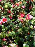 Camellia japonica