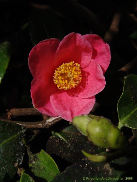 Camellia japonica