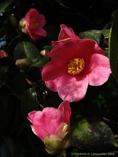 Camellia japonica