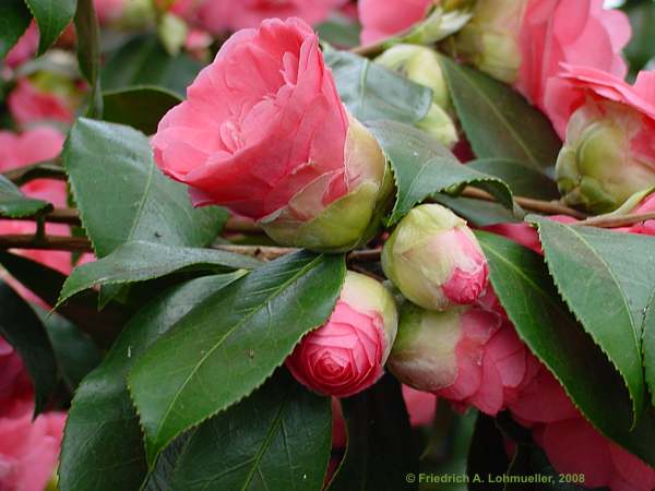 Camellia japonica
