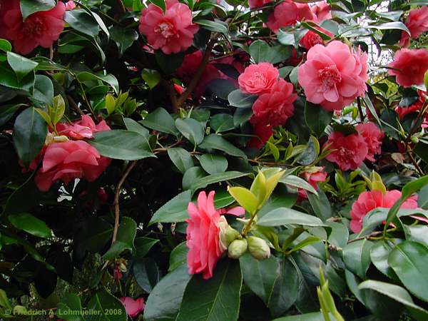 Camellia japonica